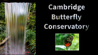 Cambridge Butterfly Conservatory February 2023