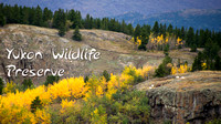 Canada - Yukon Wildlife Preserve